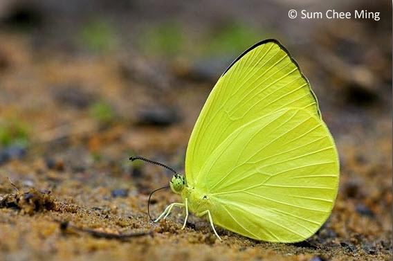 Gandaca harina ButterflyCircle Checklist