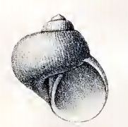 Ganesa (gastropod)