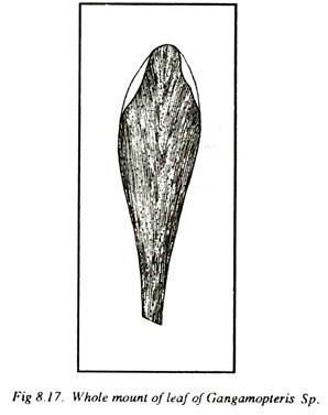 Gangamopteris List of the Fossil Genera Plants With Diagram