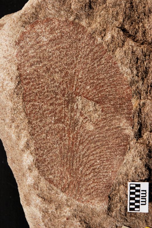 Gangamopteris P Australia Bacchus M taxa Naturhistoriska riksmuseet