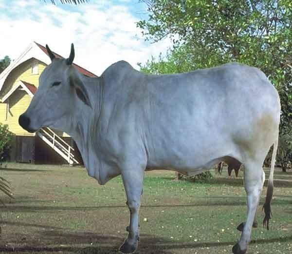 Gangatiri cattle UttarPradesh on Twitter quotGangatiri Cow is found in Eastern UP