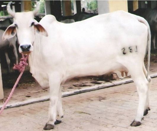 Gangatiri cattle All Paedia Gangatiri Cattle Breed