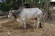Gangatiri cattle httpsuploadwikimediaorgwikipediacommonsthu