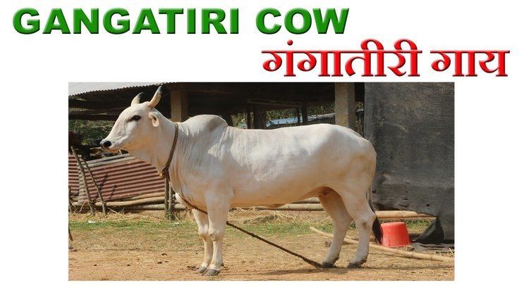 Gangatiri cattle Gangatiri Cow