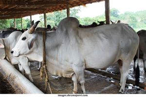 Gangatiri cattle Images Download