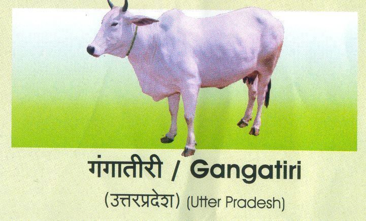 Gangatiri cattle Pinterest The world39s catalog of ideas