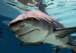 Ganges shark The Ganges shark is a critically endangered species of requiem shark