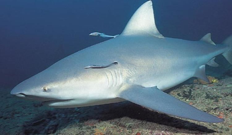 Ganges shark Ganges Shark Information and Picture Sea Animals