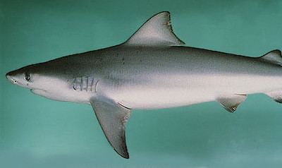 Ganges shark The Ganges shark ProProfs Online Jigsaw Puzzles