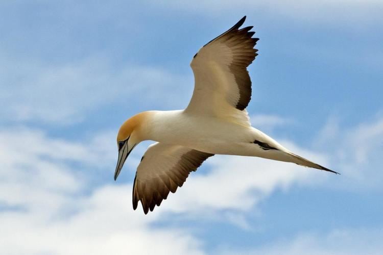 Gannet Australasian gannet New Zealand Birds Online