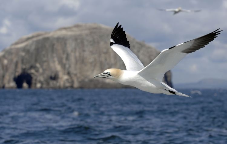 Gannet Wild Scotland wildlife and adventure tourism Birds Seabirds Gannet