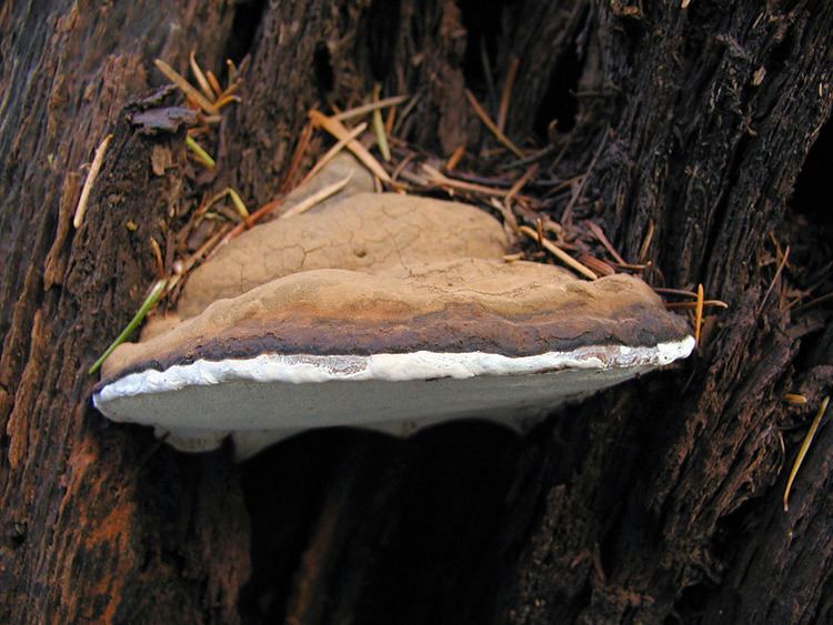 Ganoderma applanatum California Fungi Ganoderma applanatum