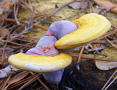 Ganoderma curtisii Ganoderma curtisii Found in Gum Root Swamp Maralee Joos Flickr