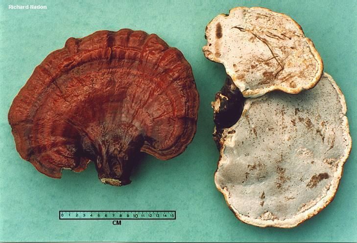 Ganoderma tsugae Ganoderma tsugae MushroomExpertCom