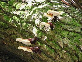 Ganoderma tsugae Ganoderma tsugae Wikipedia