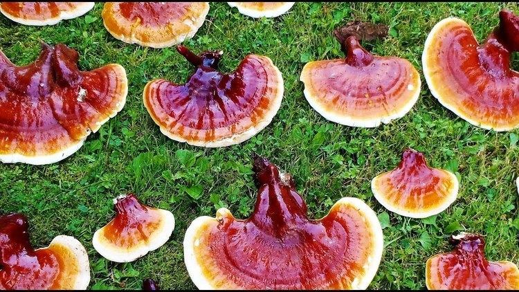 Image result for Ganoderma tsugae