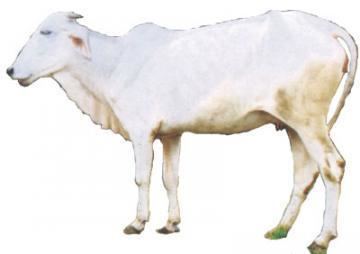 Gaolao cattle Gaolao Dairy Knowledge Portal