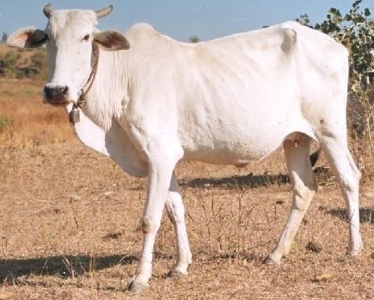 Gaolao cattle All Paedia Gaolao Cattle Breed