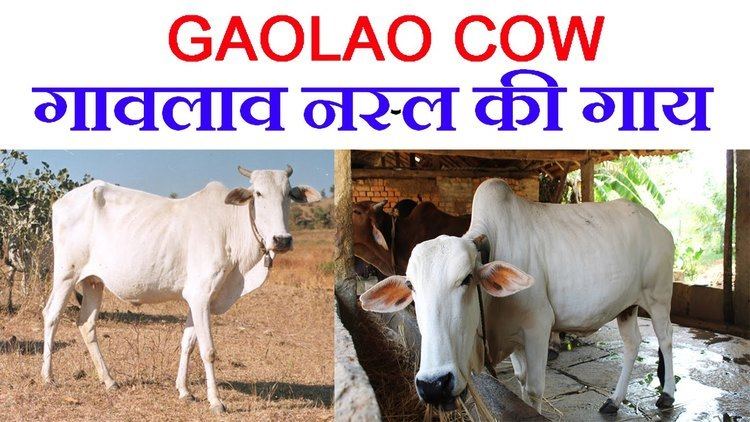 Gaolao cattle Dairy Farming Gaolao Cattle Famous Dual Breed Cattle