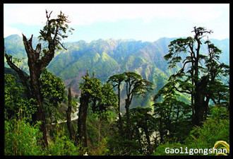 Gaoligongshan National Nature Reserve wwwpandachinatourcomuppic2014422145000jpg