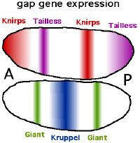 Gap gene