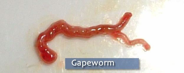 Red Gapeworm