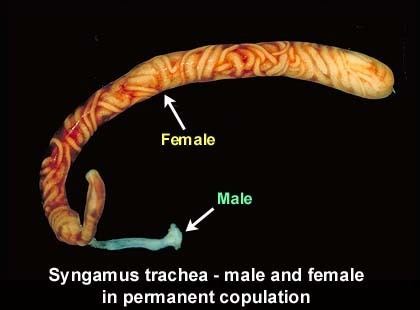 Syngamus trachea - male and female in permanent copulation