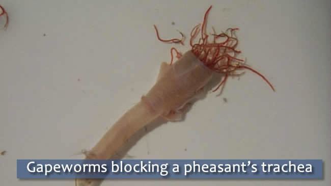 Gapeworms blocking a pheasant's trachea