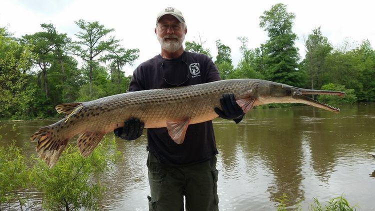 Gar The Verge Review of Animals alligator gar The Verge