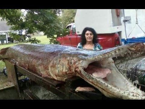 Gar World39s Biggest Gar Alligator YouTube