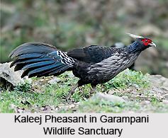 Garampani Wildlife Sanctuary wwwindianetzonecomphotosgallery90GarampaniW