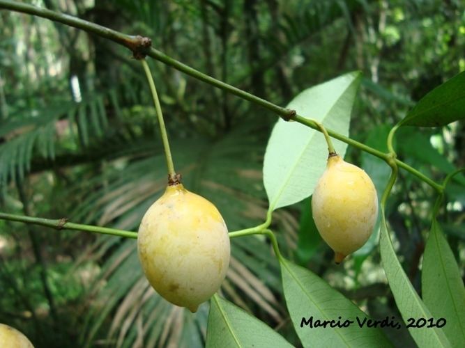 Garcinia gardneriana Flora Digital do Rio Grande do Sul e de Santa Catarina Garcinia