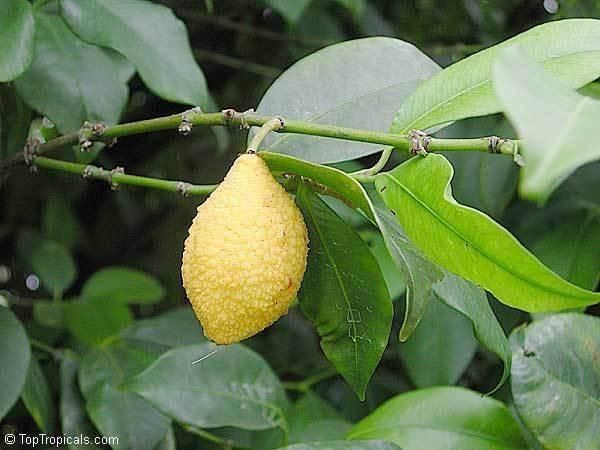 Garcinia madruno PlantFiles Pictures Charichuela Madrono Lemon Drop Mangosteen