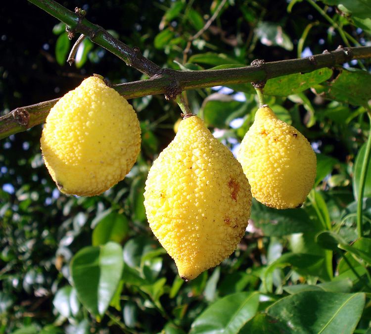 Garcinia madruno Charichuelo fruit Bumpy lemon Garcinia madruno Zoom39s Edible Plants