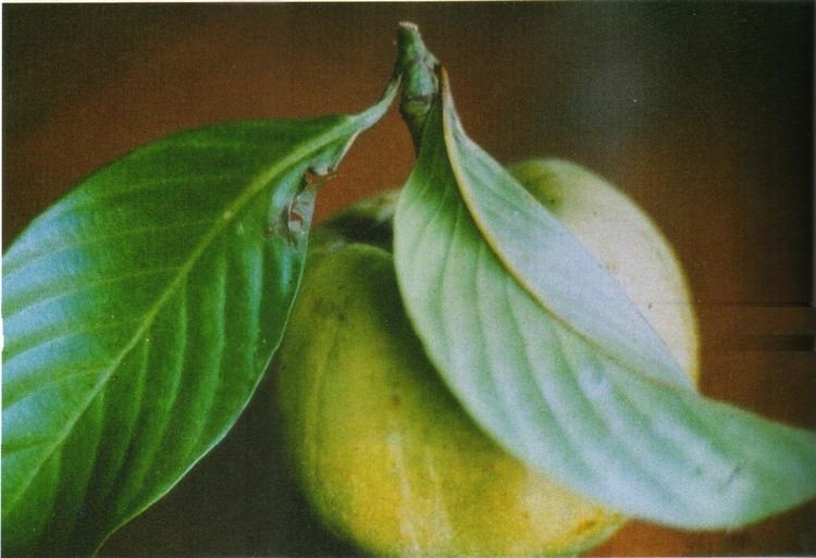 Garcinia pedunculata Medicinal Plants of Myanmar
