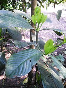 Garcinia pedunculata httpsuploadwikimediaorgwikipediacommonsthu