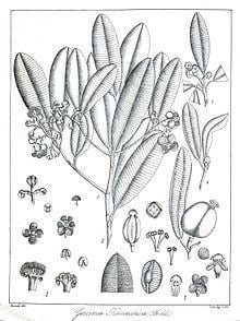 Garcinia travancorica httpsuploadwikimediaorgwikipediacommonsthu
