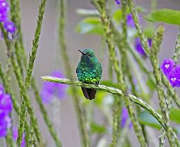 Garden emerald httpsuploadwikimediaorgwikipediacommonsthu