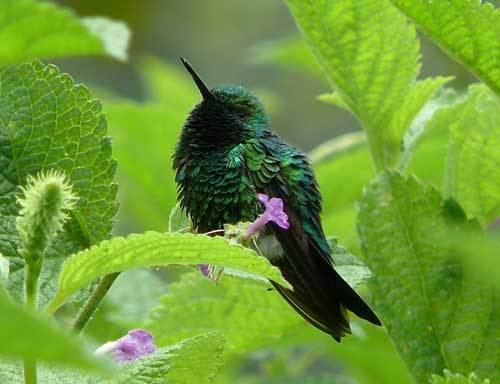 Garden emerald Garden Emerald BirdForum Opus