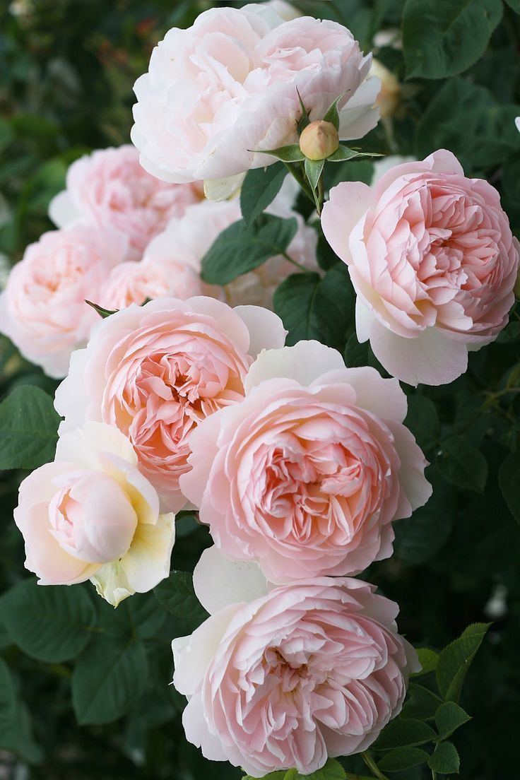 Garden roses 1000 ideas about Roses Garden on Pinterest Flowers garden Roses