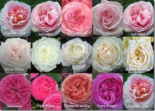 Garden roses 1000 images about Flower Garden Roses on Pinterest Cabbage roses