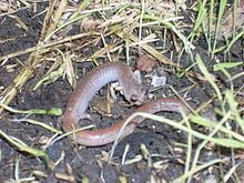 Garden slender salamander httpsuploadwikimediaorgwikipediacommonsthu