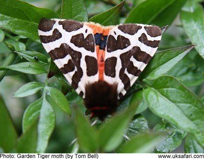 Garden tiger moth Garden Tiger Moths Arctia caja UK Safari