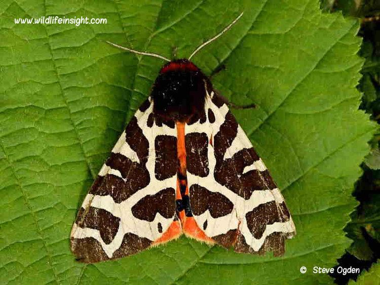 Garden tiger moth Garden Tiger moth and caterpillar Arctia caja Wildlife Insight