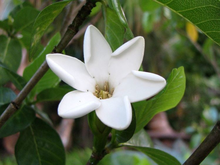 Gardenia brighamii httpsuploadwikimediaorgwikipediacommonsthu