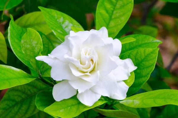 Gardenia Learn How to Grow and Care for Your Gardenia