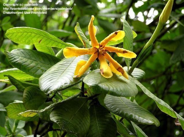 Gardenia latifolia PlantFiles Pictures Ceylon Boxwood Indian Boxwood Gardenia