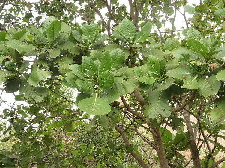 Gardenia latifolia FileGardenia latifolia 03JPG Wikimedia Commons