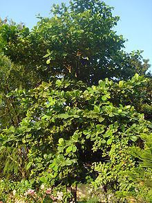 Gardenia latifolia httpsuploadwikimediaorgwikipediacommonsthu