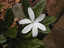 Gardenia scabrella httpsuploadwikimediaorgwikipediacommonsthu